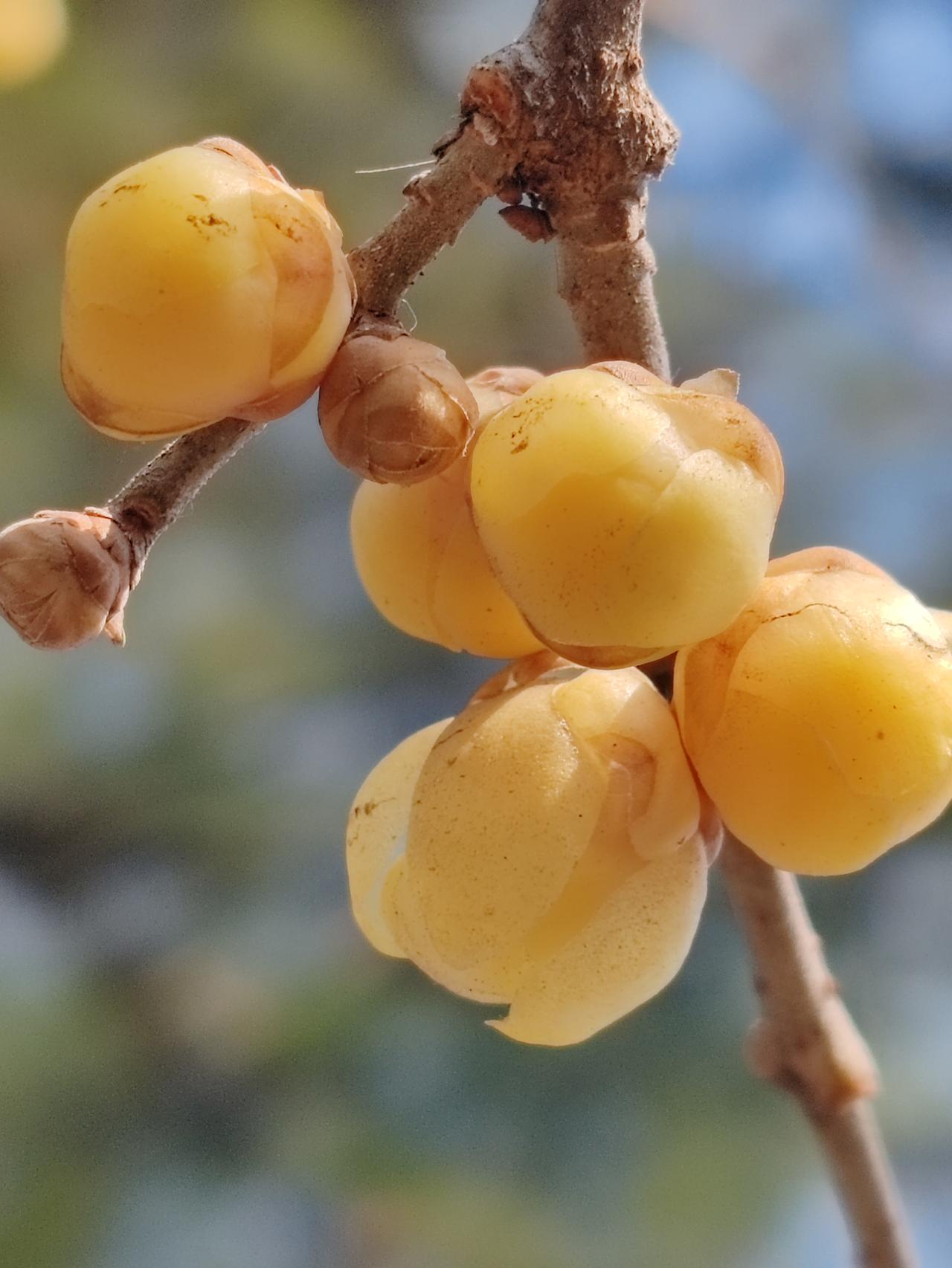 晒图笔记大赛春日赏梅。