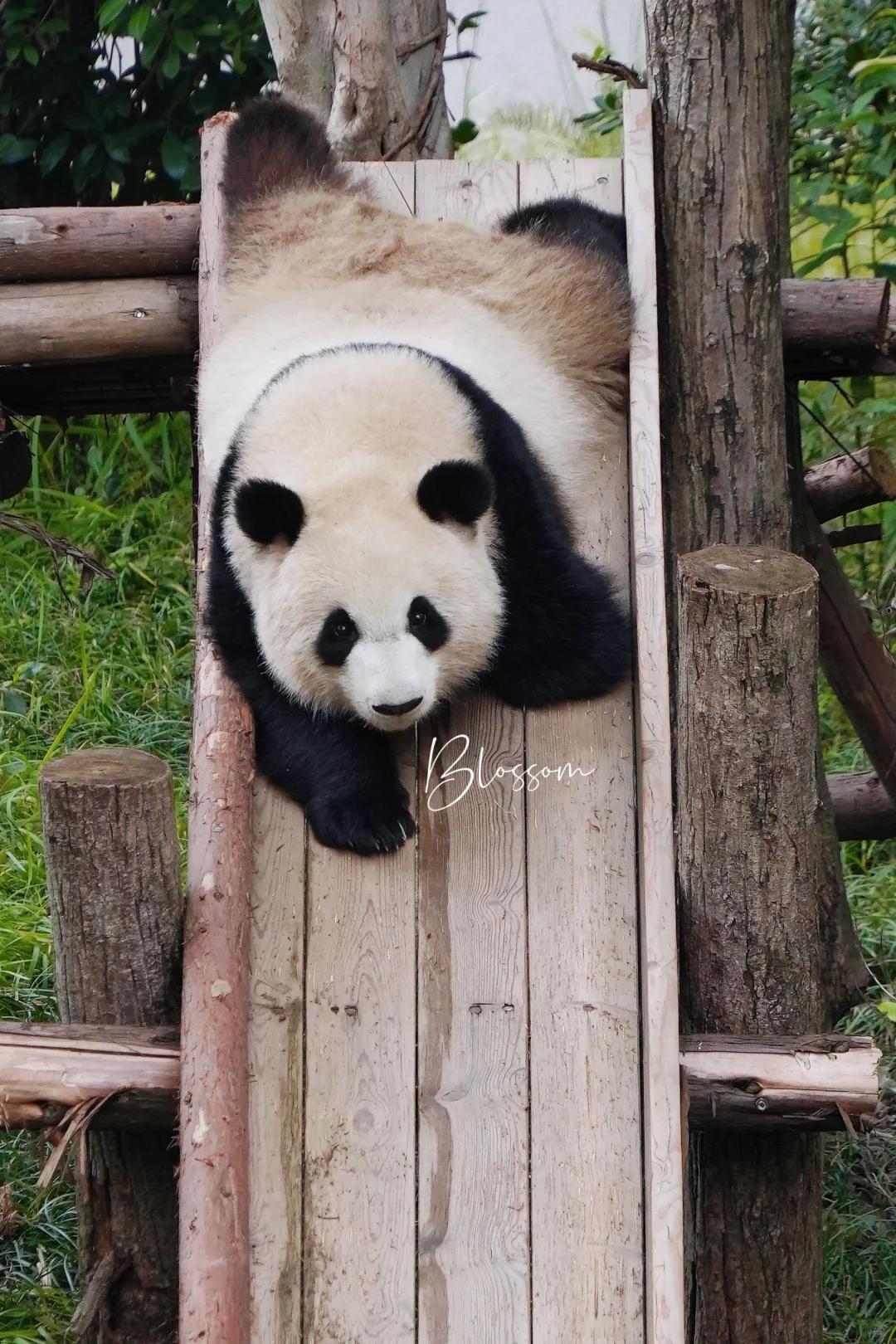 241005 小飞熊小北