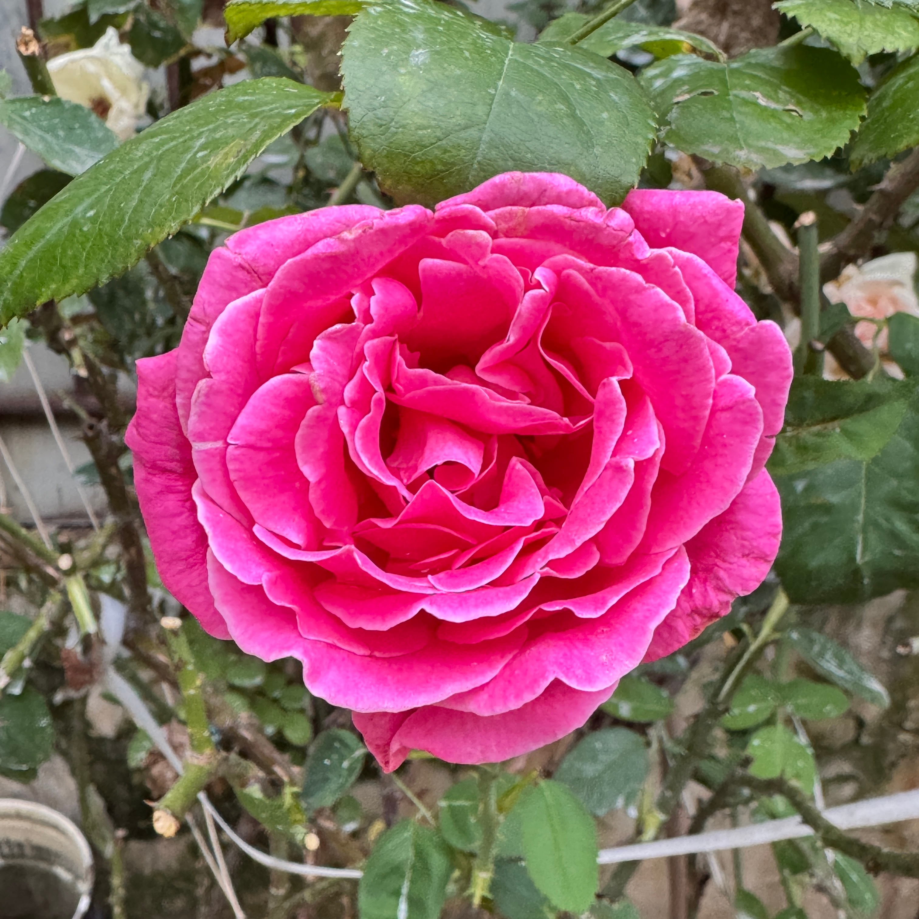 乌云漫过天空，微风拂过花枝，花开不问晴雨。睡个好觉٩(๑´0`๑)۶晚安啦💤 