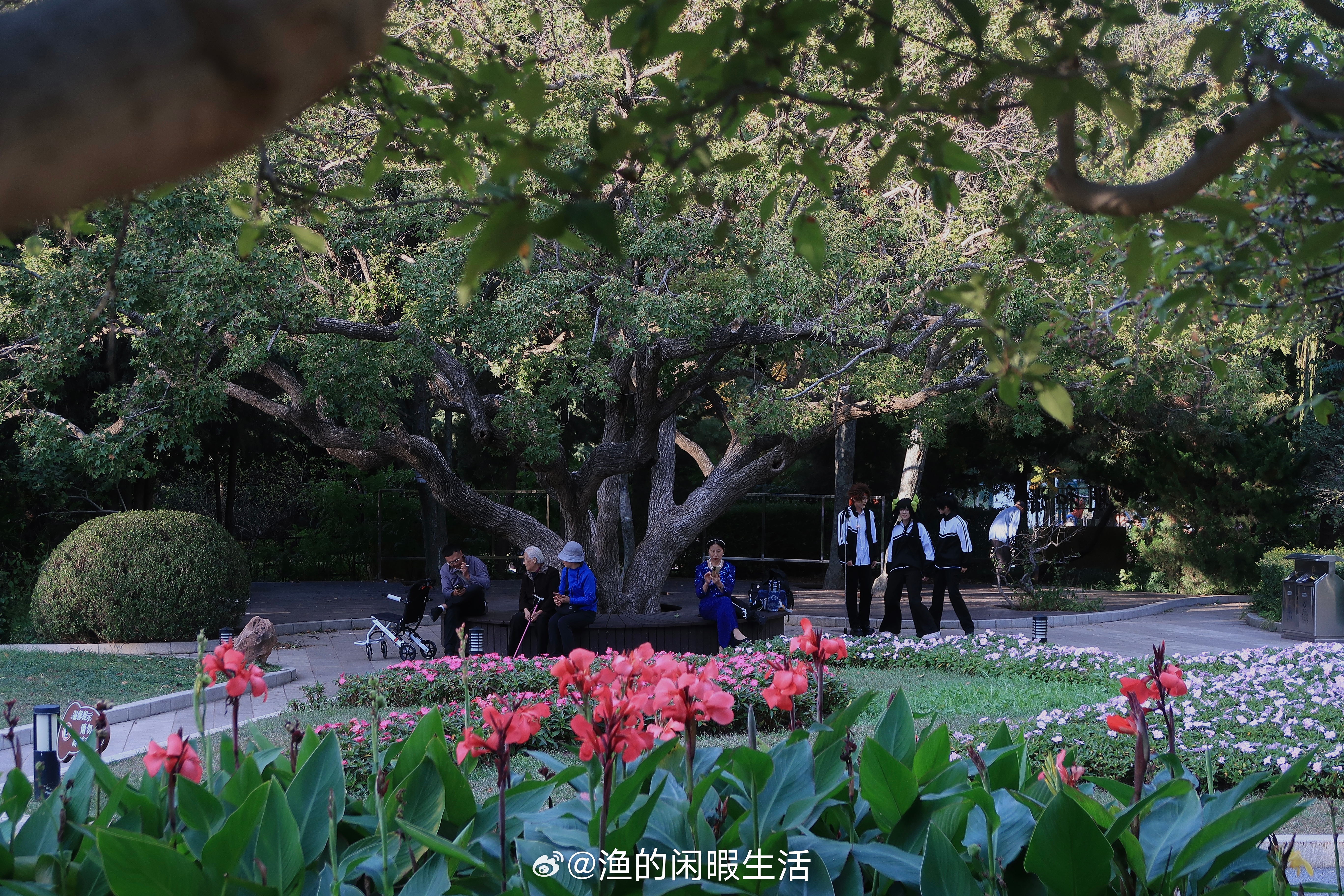 这个秋天在这个园中园的树下路过这群叽叽咋咋的小鸟听不懂的鸟语听得出的欢快随手拍[