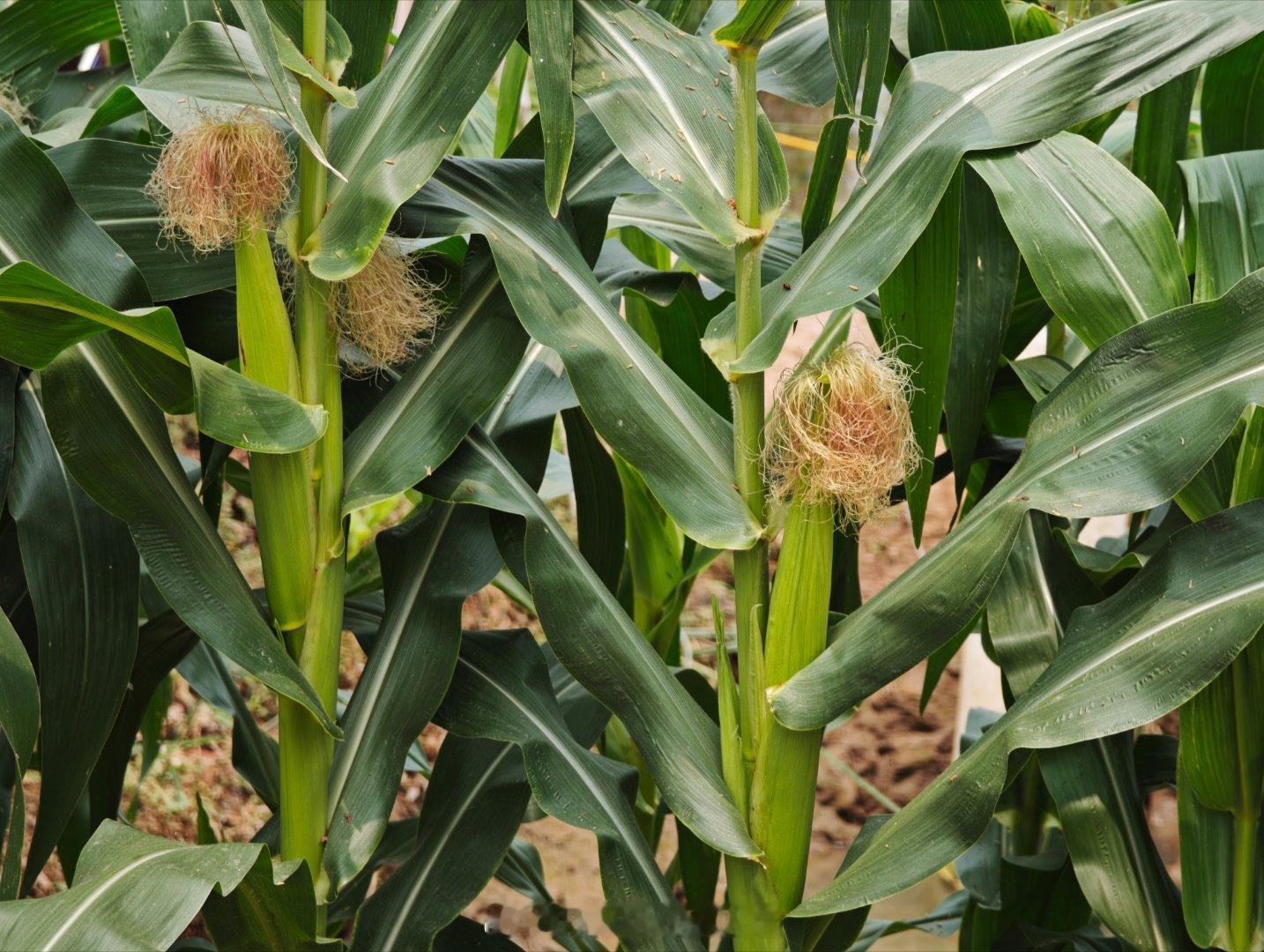 羡慕我的前同事，不想在职场卷了，搞了块地自给自足~孩子和家人吃上无公害有机蔬菜~