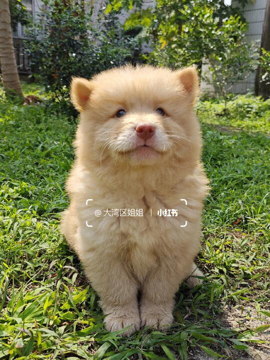 粉鼻子香槟色土松弟弟，温顺听话安静亲人。