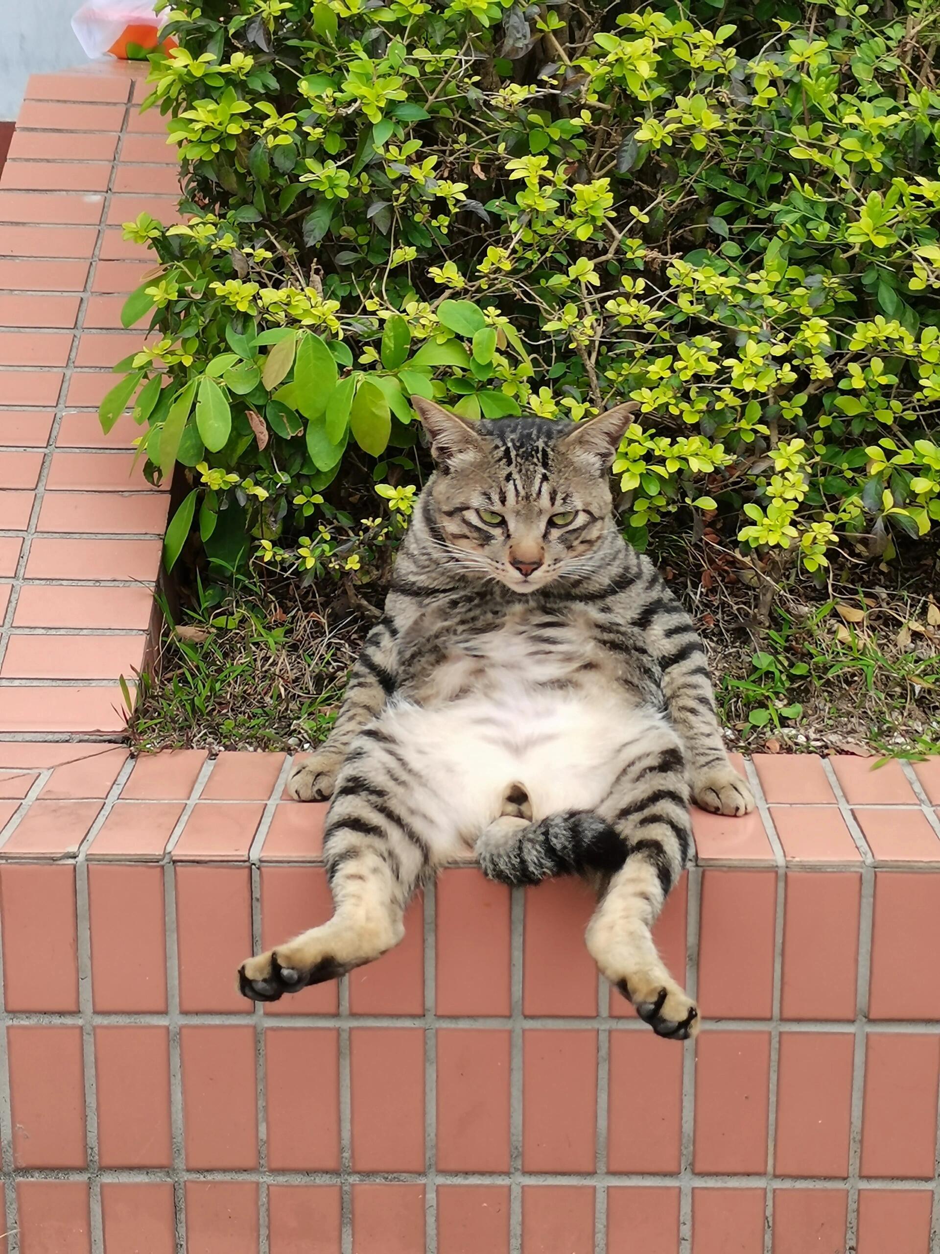 校园里小猫咪的松弛感 ​​​