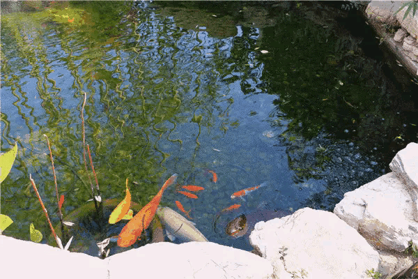 几只鱼病了，可能是鱼的问题
一群鱼都病了，一定要查水质
这才是解决根本问题。