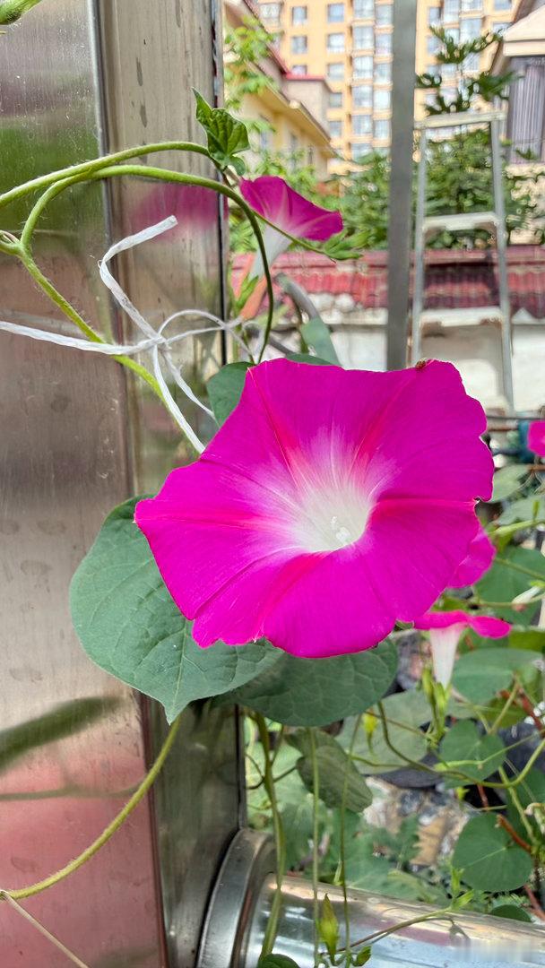 牵牛花开了 