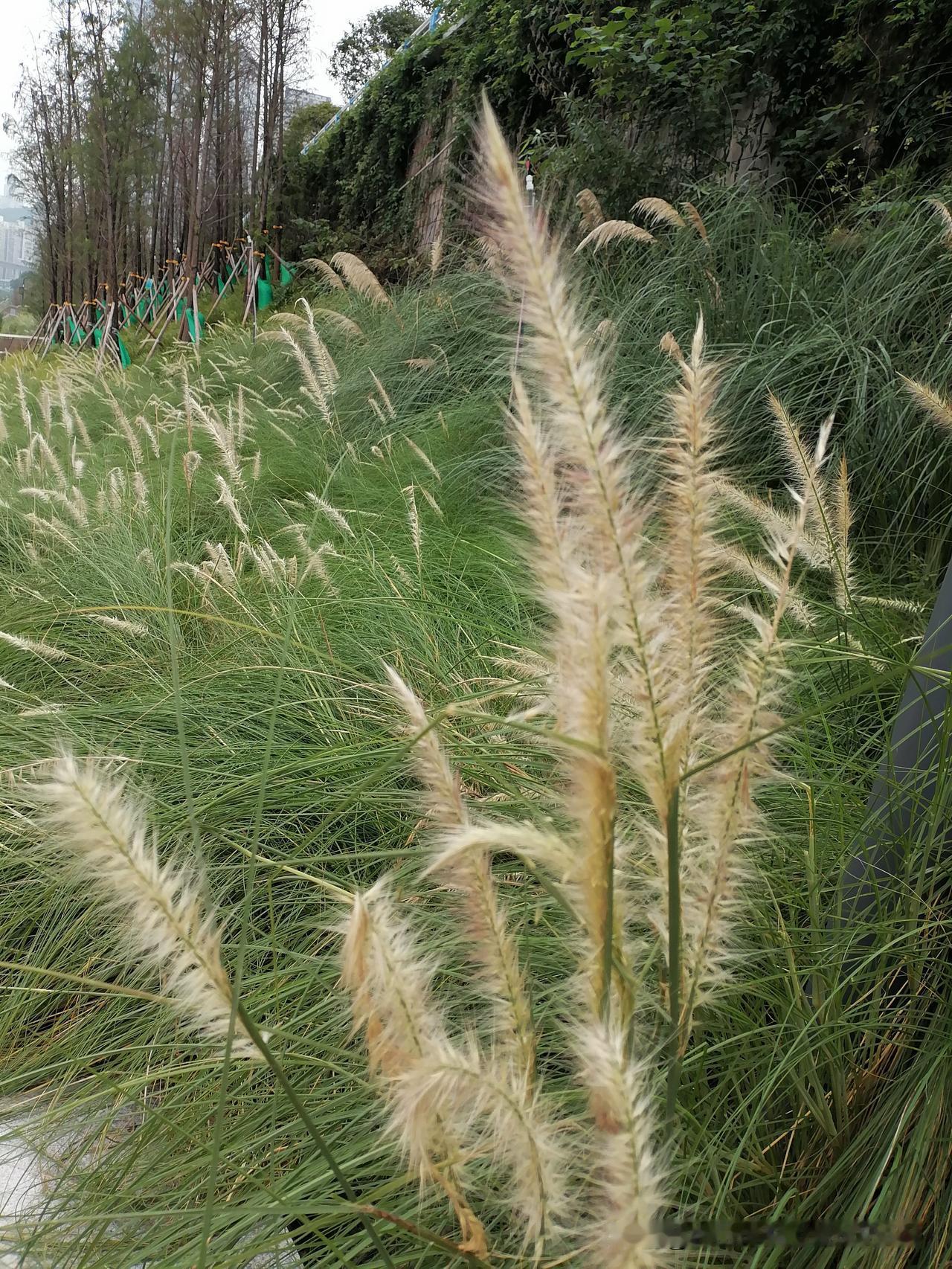 随手一拍分享最美的花