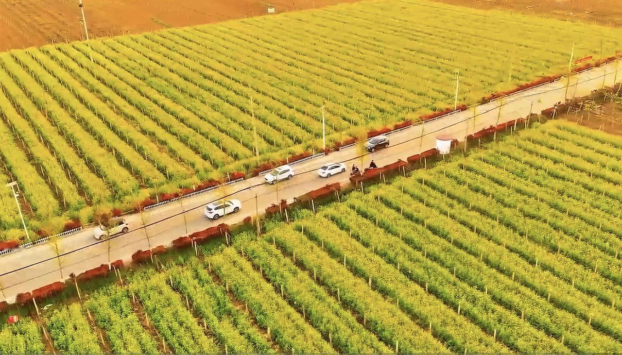 驱车1个小时到西峡五里桥镇黄狮村，好家伙！记忆中平淡无奇的农田，如今满眼都是金灿