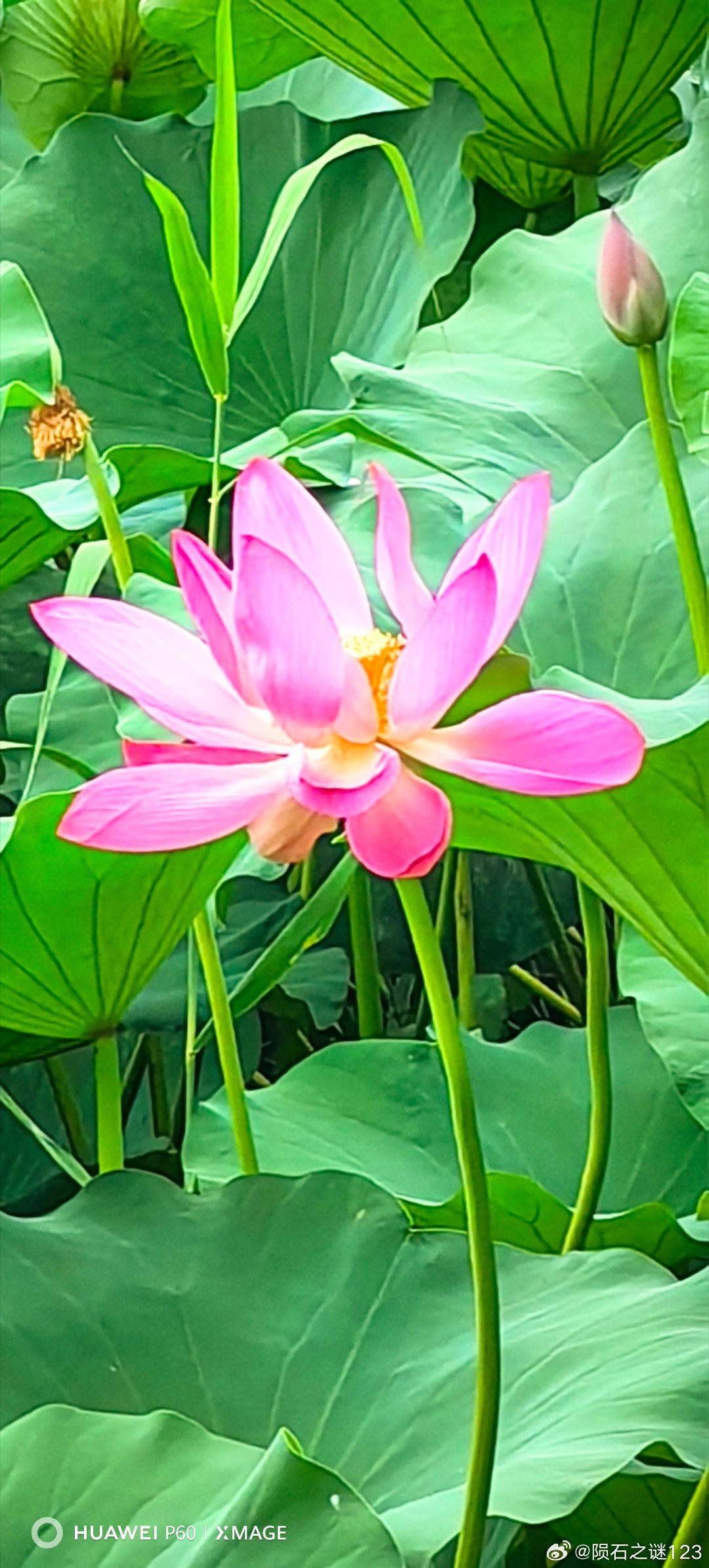 原来网红大桥，昌平南环大桥下面，才是荷花的宝藏打卡地。 北京·南环大桥
