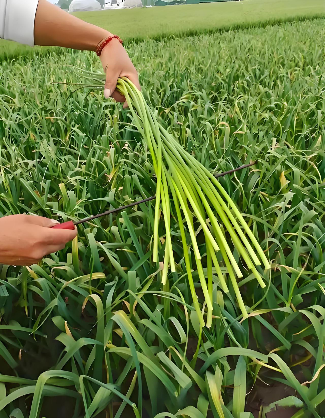 今天给南方小土豆讲讲为啥在河南蒜苔扔了也没人要，而你们那得六七块一斤

首先，咱