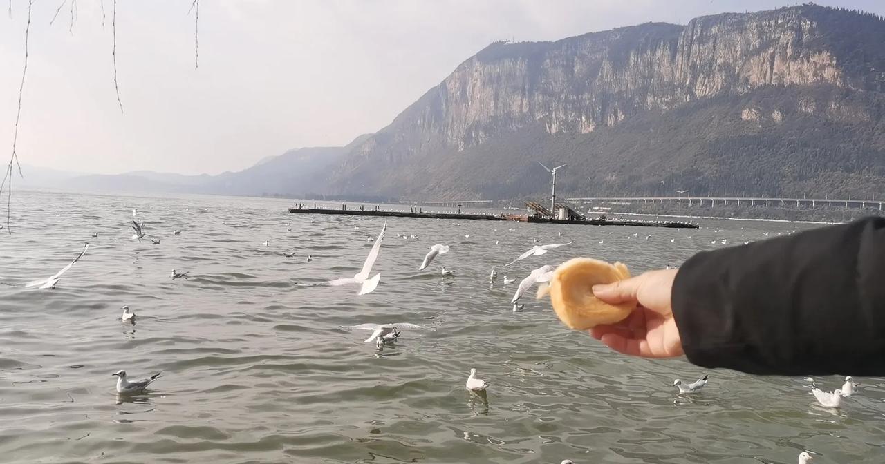 成群海鸥喜欢伴着游轮飞，何故 成群海鸥喜欢伴着游轮飞，原因还挺多的。一方面，游轮
