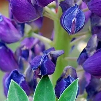 ‎种植 🥀鲁冰花种植方法1.选地与整地：选择阳光充足、排水良好的土地，避免低洼