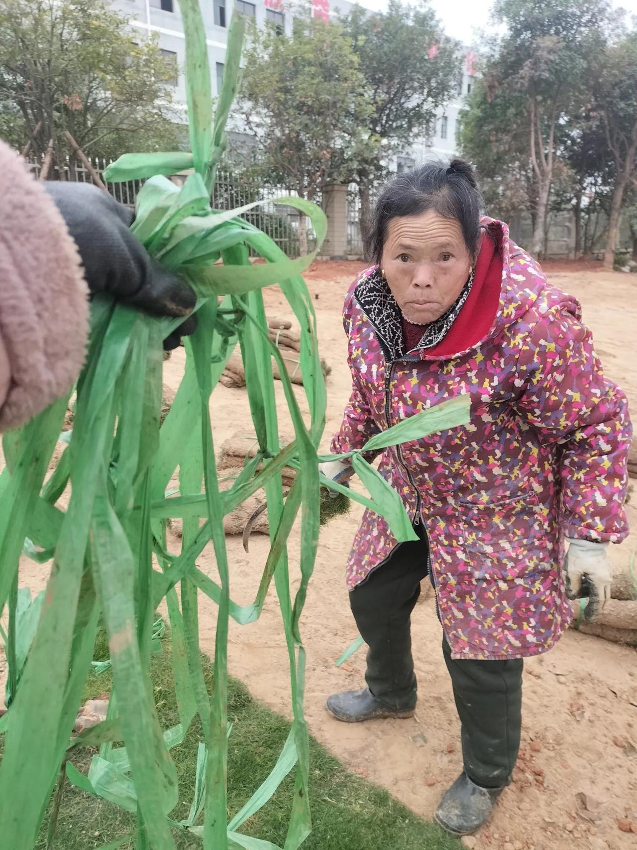 我要么不出门，一出门就必须捡东西，这不，今天捡了一大堆绿捆绳，是阿姨们铺人工草那