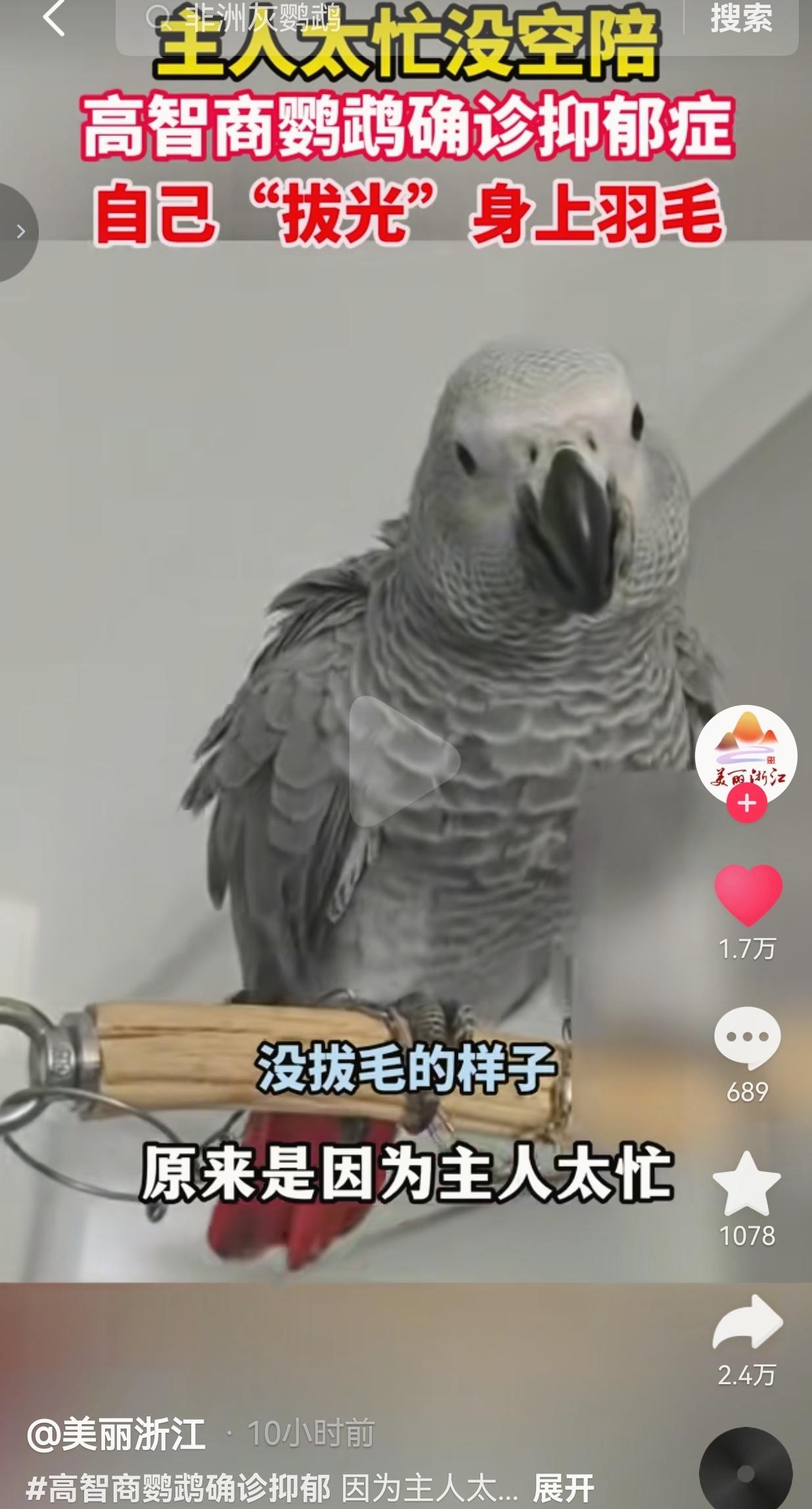 近日，河南一诊所接诊了一只鹦鹉，这只非洲灰鹦鹉本该一身顺滑漂亮的灰羽毛，如今模样
