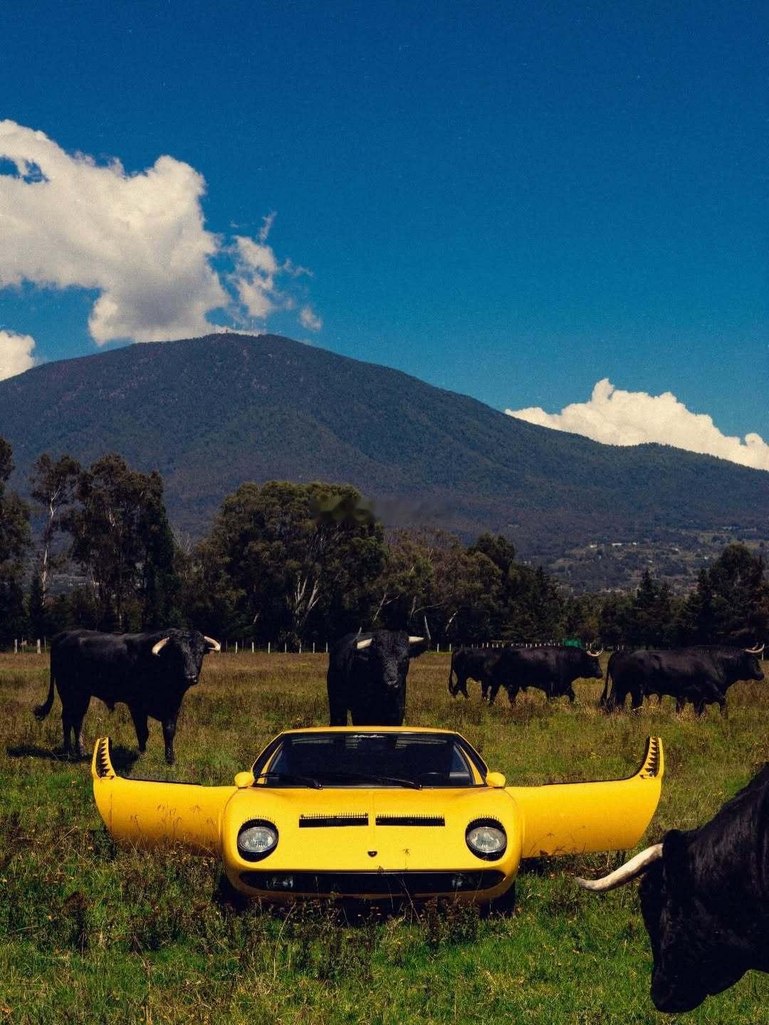 意大利蛮牛🇮🇹梦想家ALI