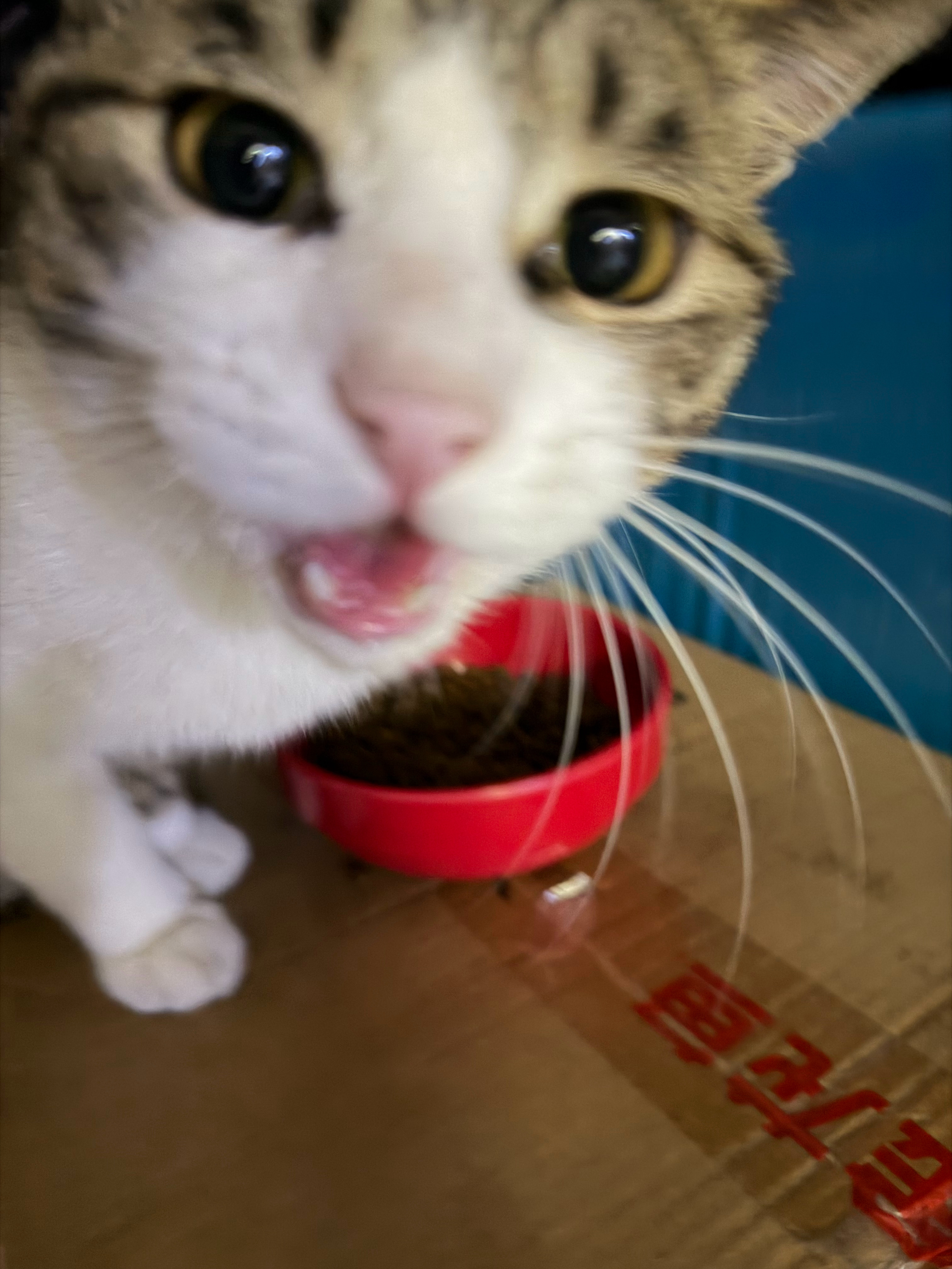 这是我们楼下快递站养来捉耗子的猫，还好我刚刚下楼取了趟快递，帮他扫码把门开了，不