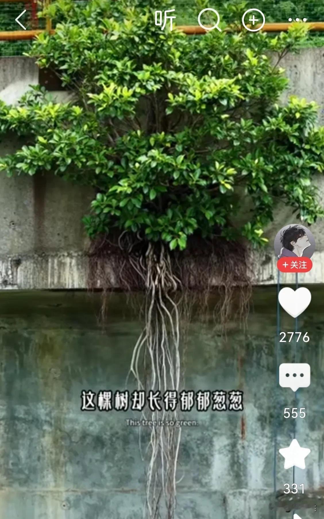 一株绿色植物，顽强的攀附在钢筋水泥大桥壁上，郁郁葱葱。它裸露的根系像瀑布那样散漫