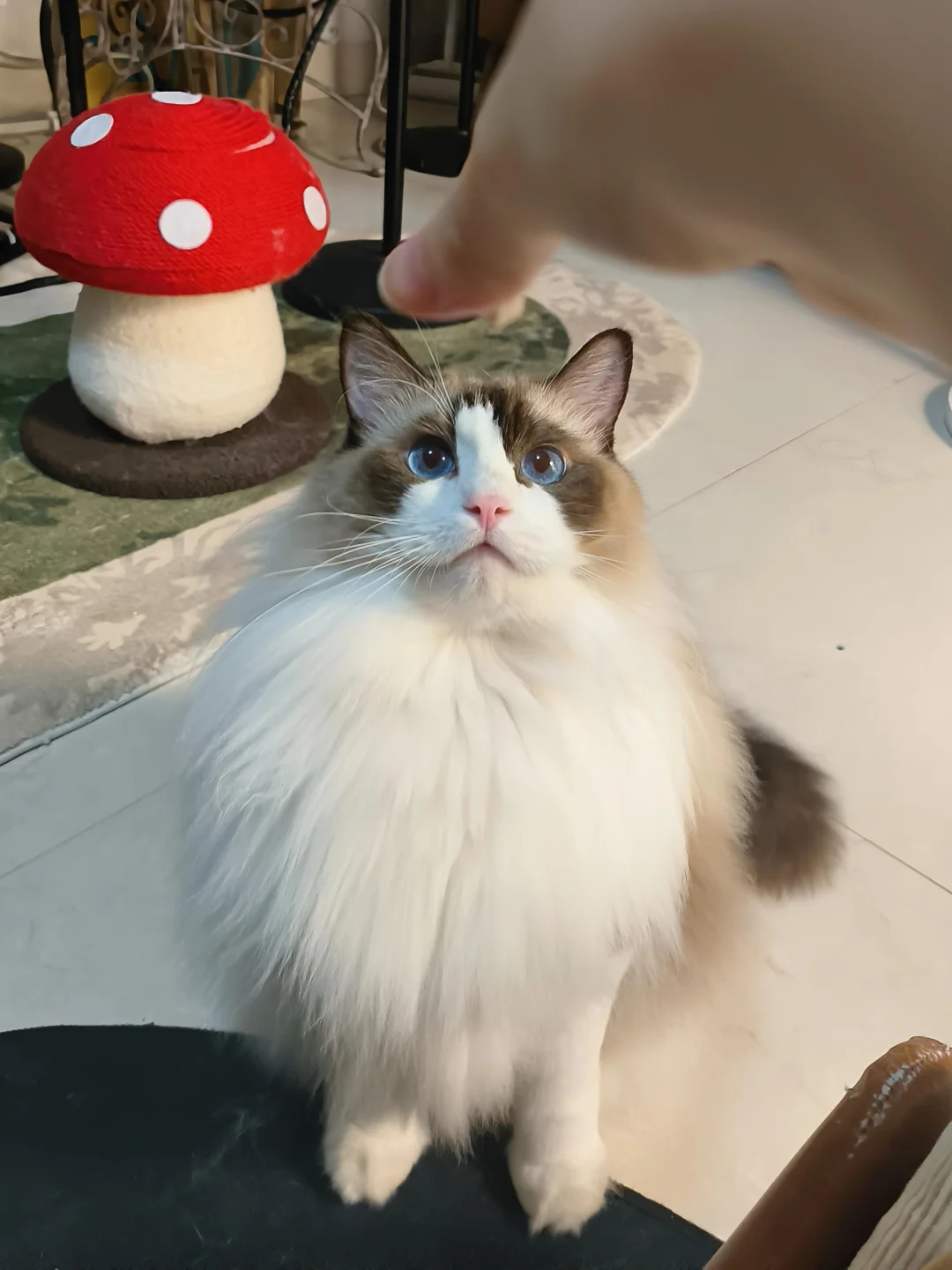 小猫是冻干脑袋