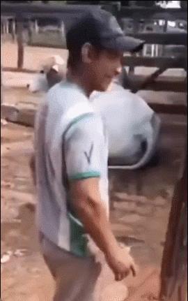 男子被牛踢了一个360度旋转之后，故作轻松 ​​​