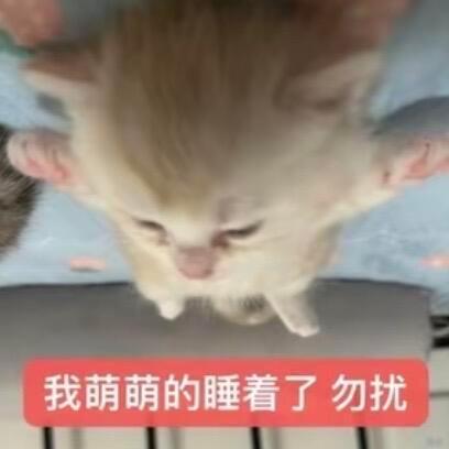🐈小猫表情包感觉看到的全是刘铮怎么回事 