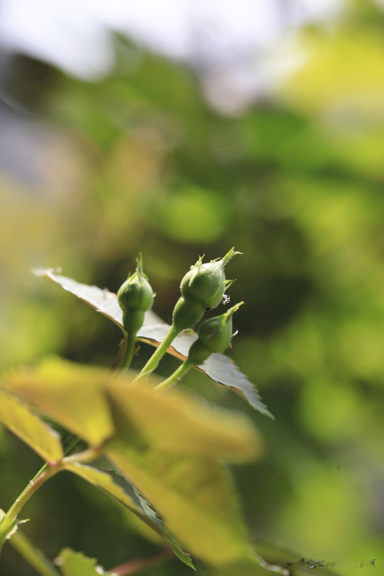 谷雨时节，雨润万物。
我家阳台的蔷薇今年是大年，冒出了至少100多朵花骨朵，
这
