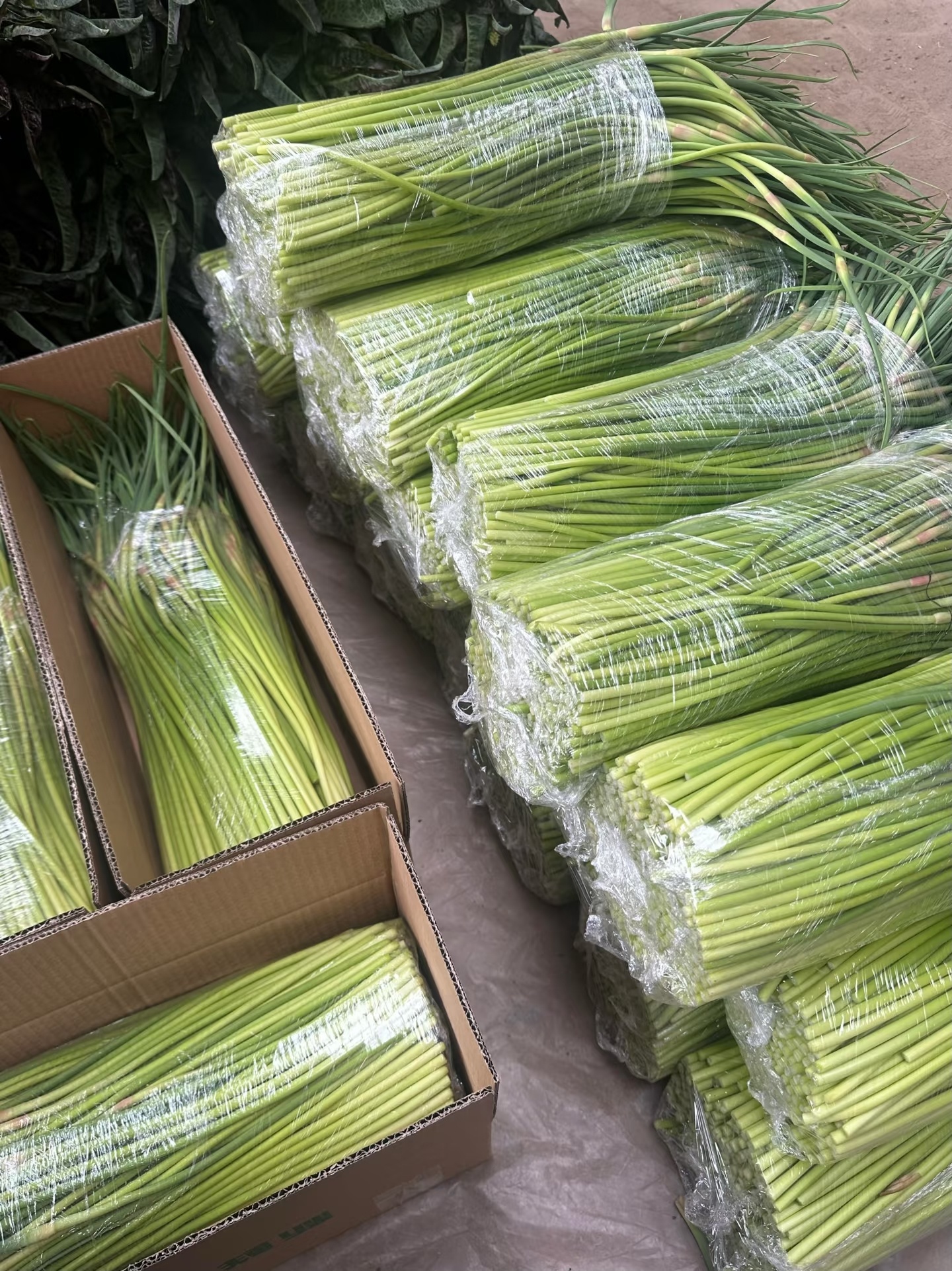 百亩蒜薹被近千人2天抽完最近老是刷到很多博主叫网友去拔蒜薹，说是直接带根棍子就行