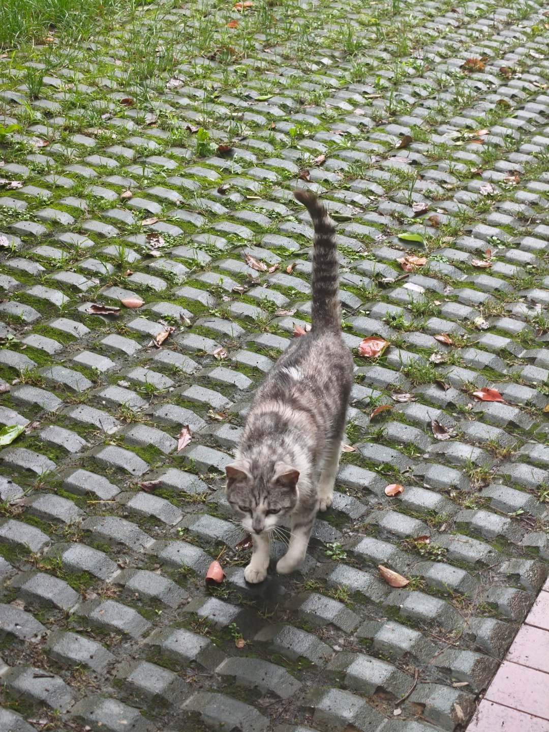 今天偶遇的流浪猫猫，非常亲人，好漂亮啊，会主动过来蹭我手手，呜呜呜外面还在下雨，