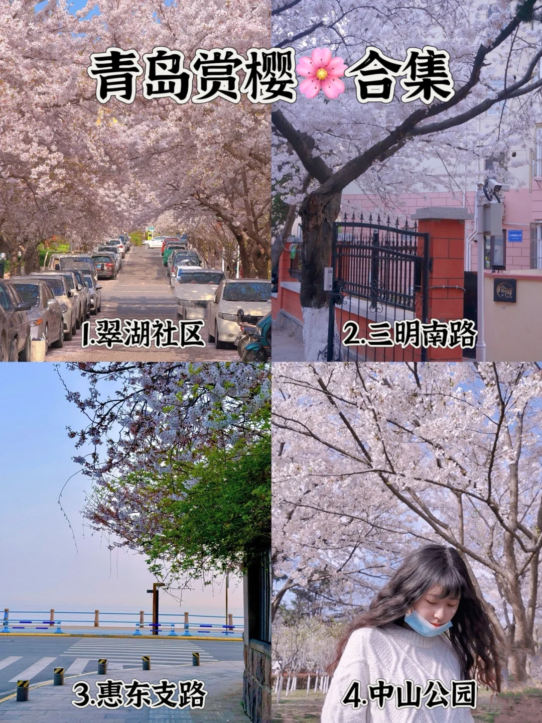 青岛美爆了的樱花季！无脑冲这❹个免费赏🌸地