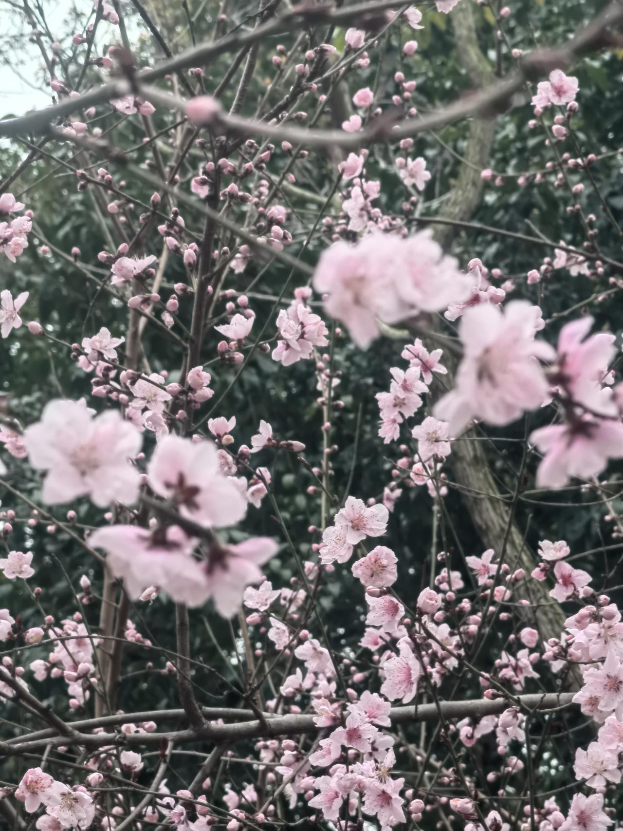 今年春天最想实现的心愿 今年春天，我的心愿就是努力挣银子，强身健体。好多人在春天
