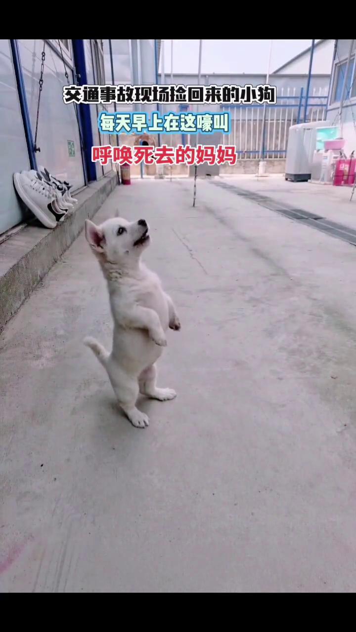 交通事故现场捡回来的小狗，每天早上在这嚎叫，呼唤死去的妈妈。