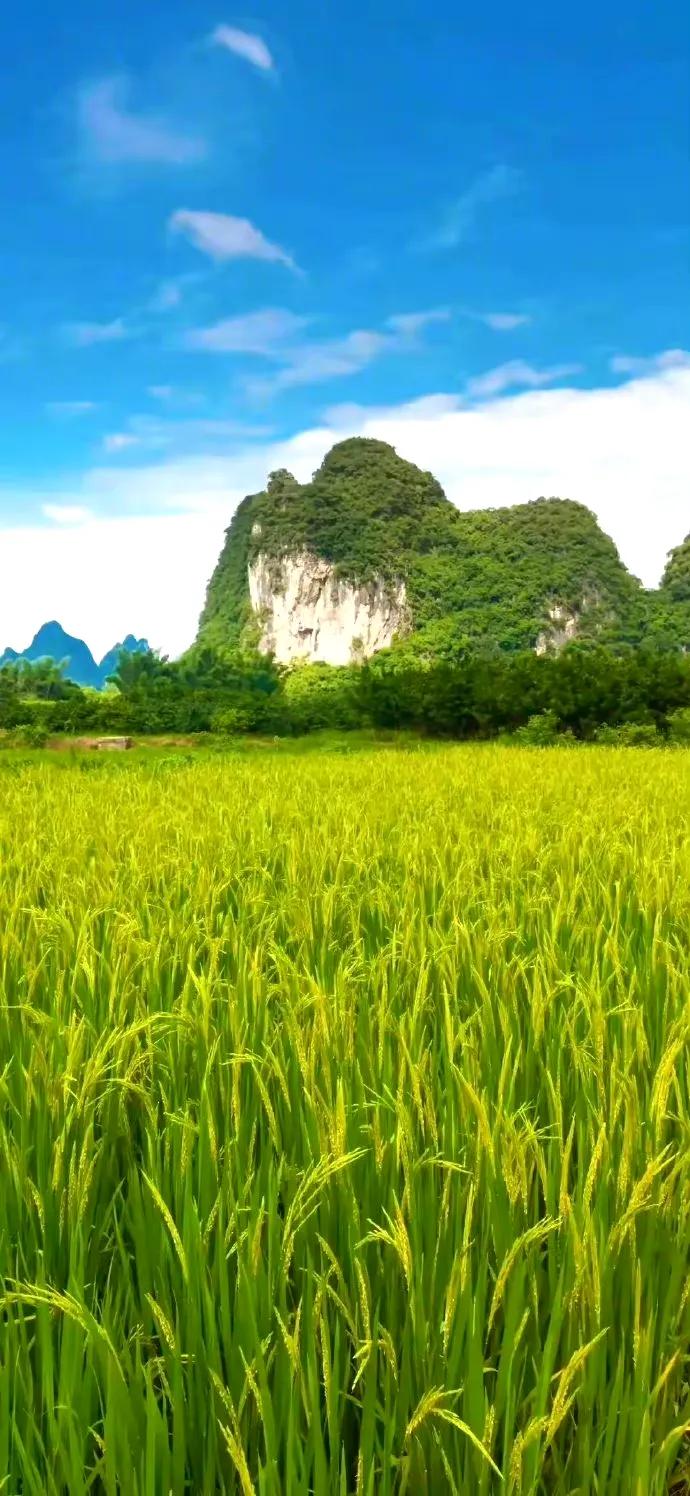 农村的风景,平淡但耐看,也许老家并不便利,却温暖治愈。 ​