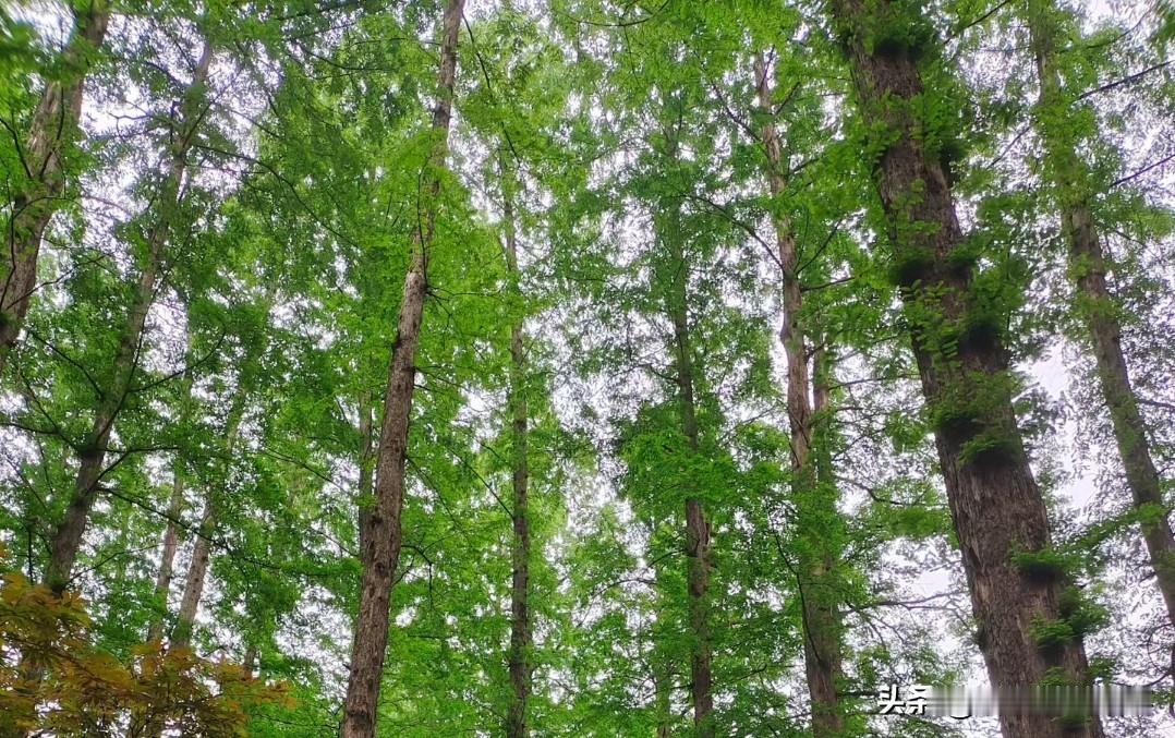 对象跟我说，越放松越自己，淡泊心舟，不问东西，不求一物反得大千。

碧涧泉水清，