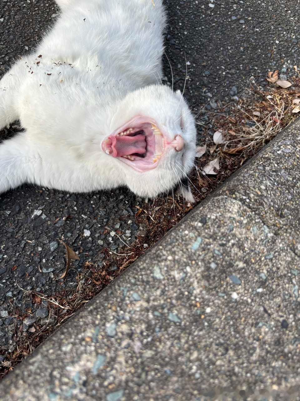 50550【丑猫】牙黄狰狞感觉有口臭 