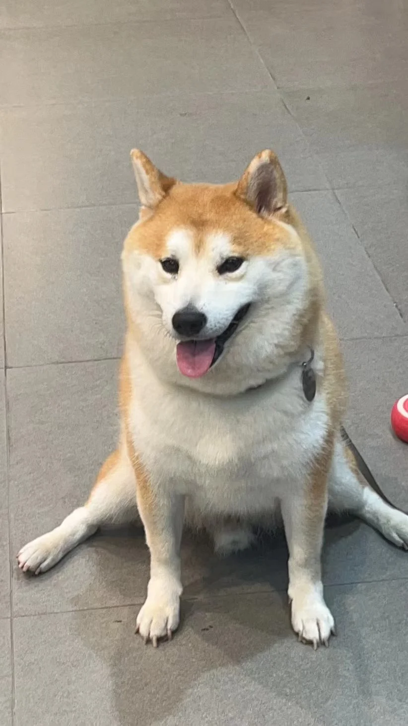 你们的小狗会劈叉吗？