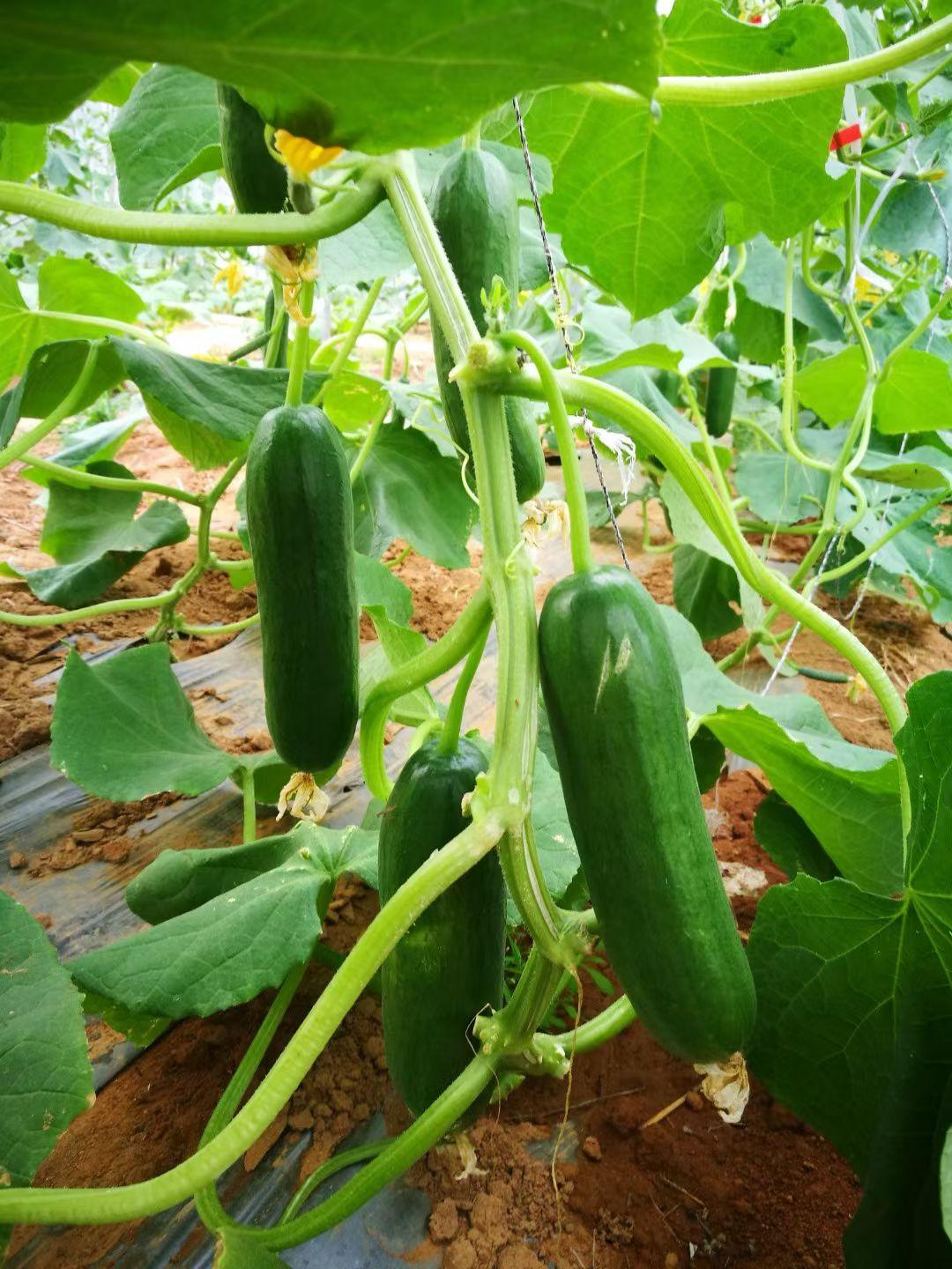 晒图笔记大赛瓜瓜乐～