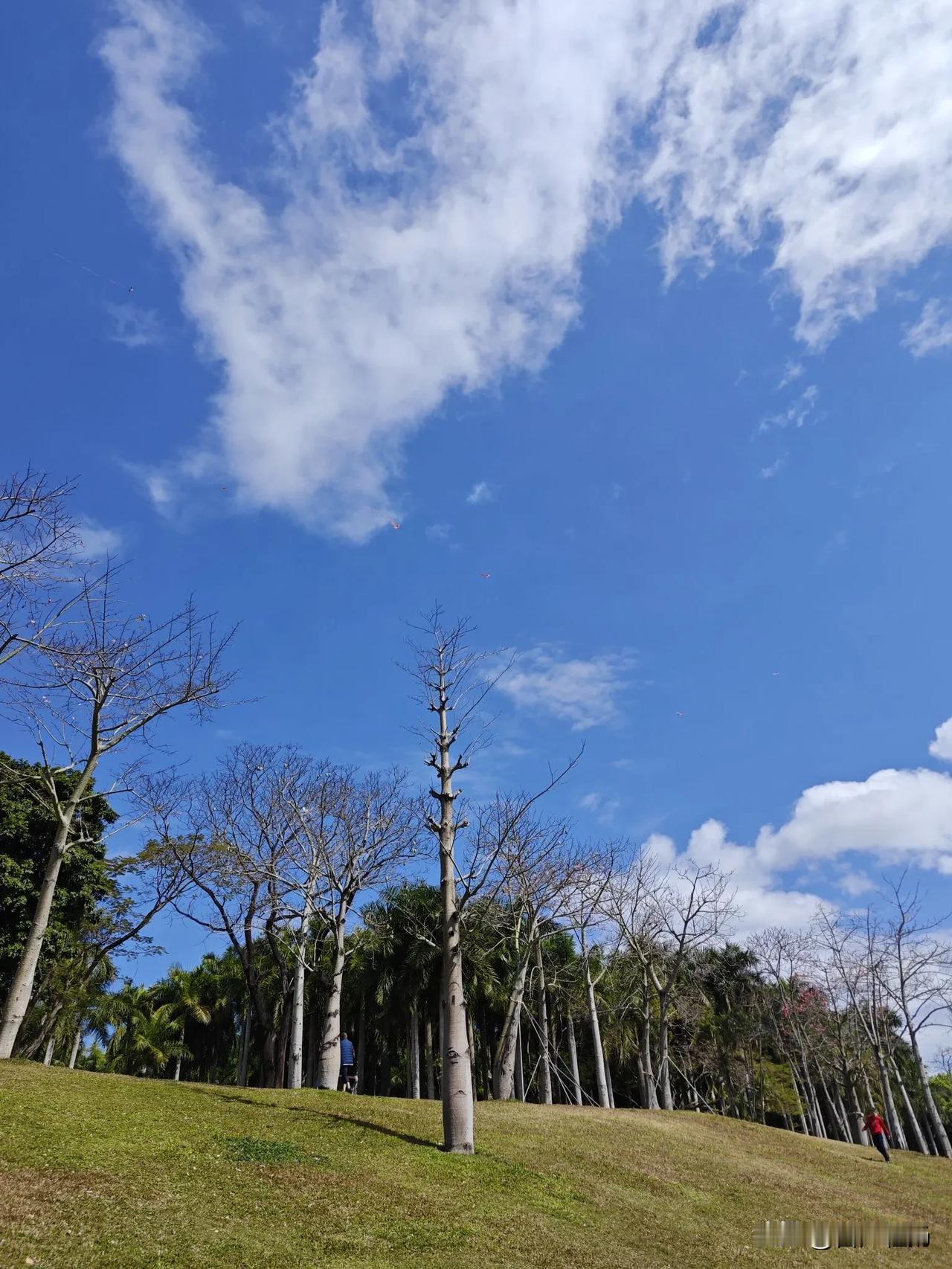 大年初三，躺在公园的草地上，仰望着天空，真是舒服啊！

空气中弥漫着过年喜悦的气