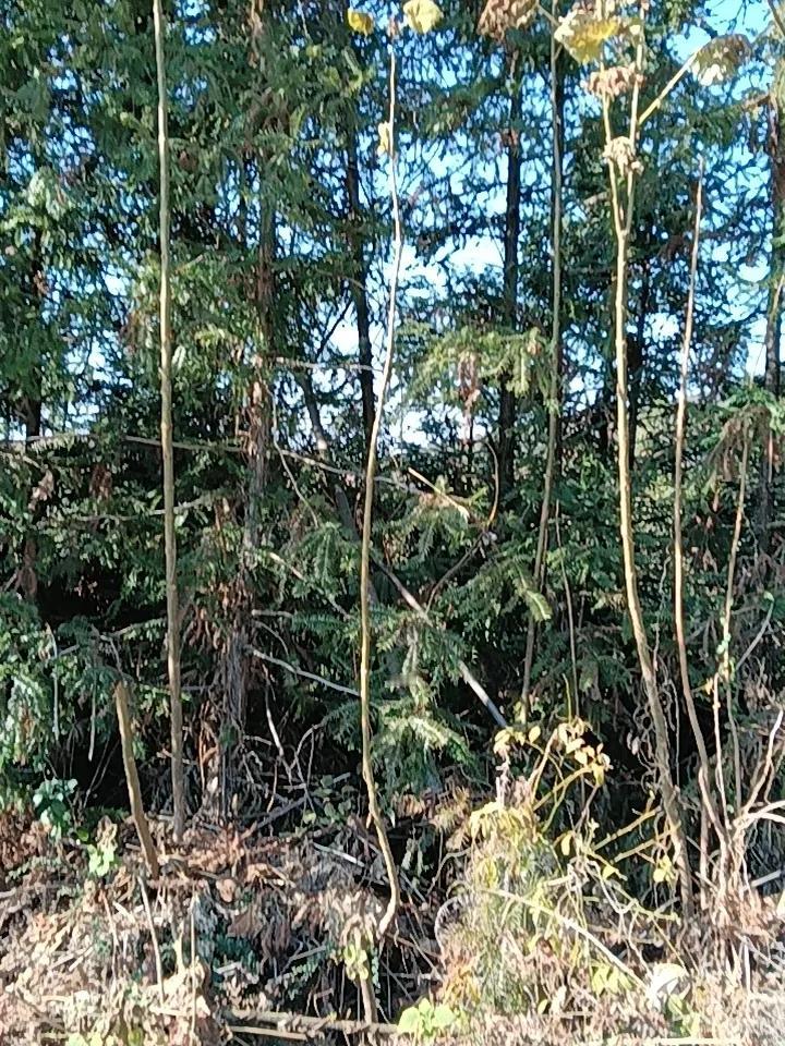 今天好天气，我和家人们一起到山上祭祖