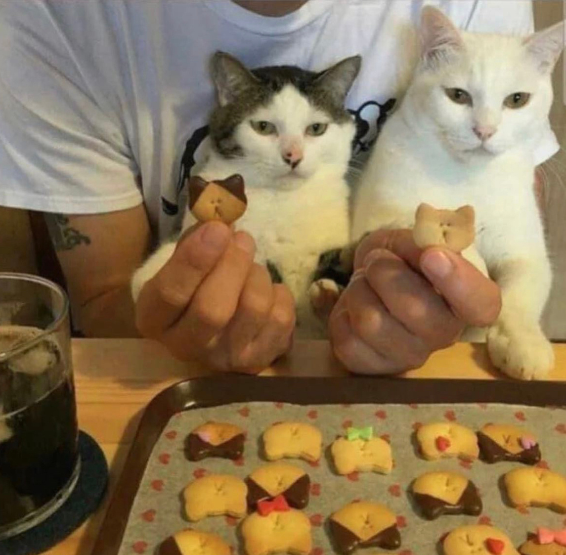猫饼 ​​​