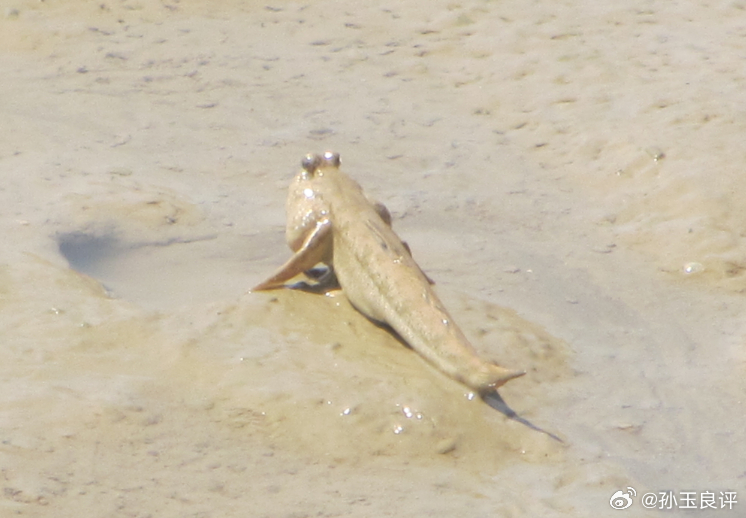 【为什么许多人活得很累？孙玉良：因为活得就像鱼儿离开水垂死挣扎】你见过鱼儿离开水