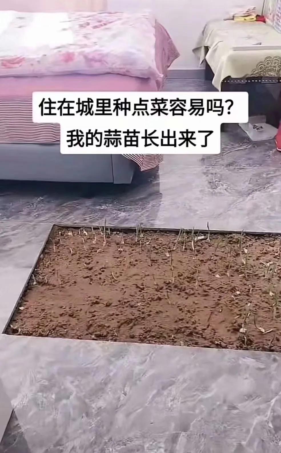 青苔铺地，静待春归。在城里住楼房，没事在屋种点菜感觉挺好！[灵光一闪][来看我]