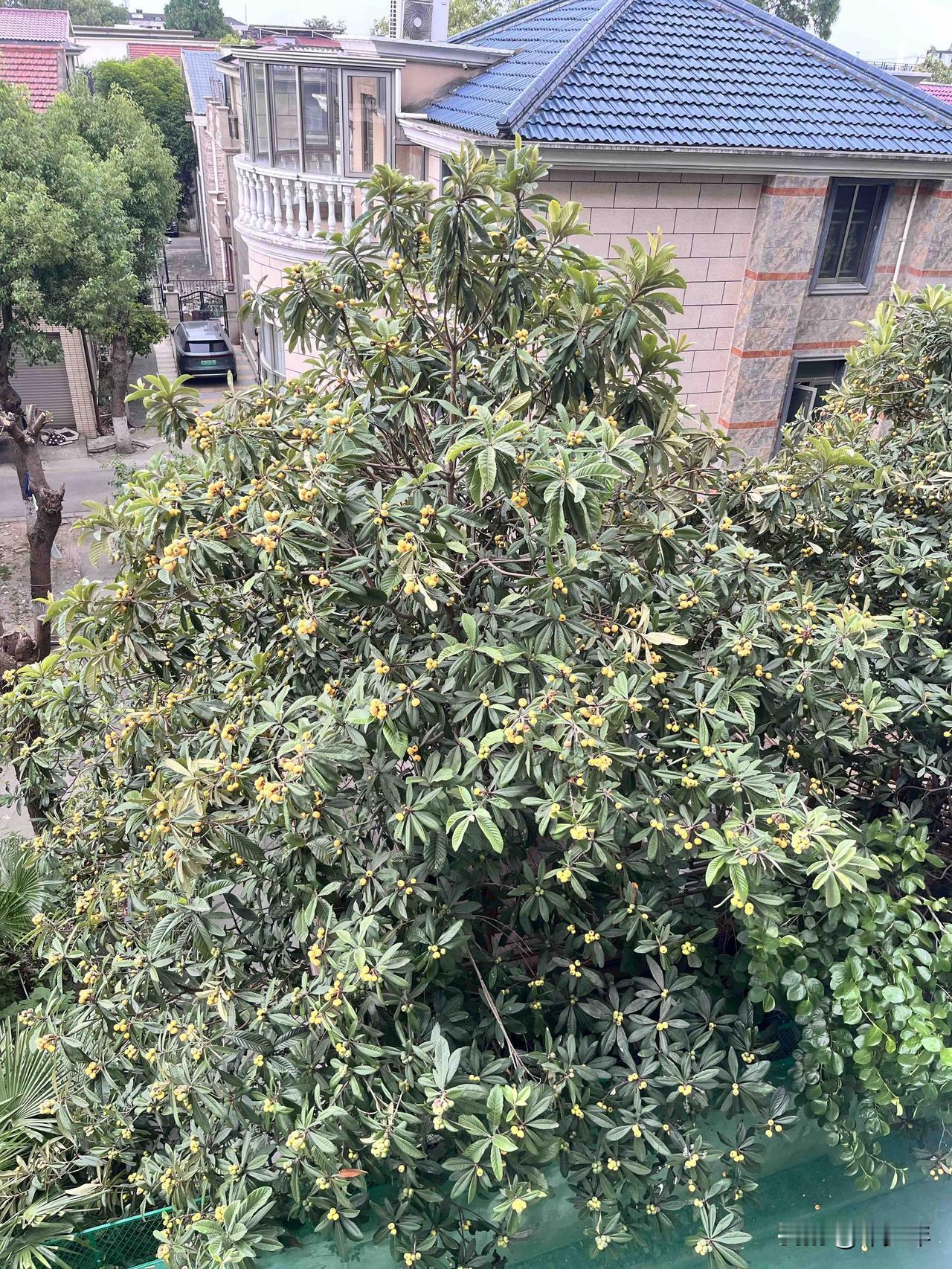 隔壁小区的枇杷太诱人了，树上结的满满的果实，可惜够不着！此时想到一句古词：可远观