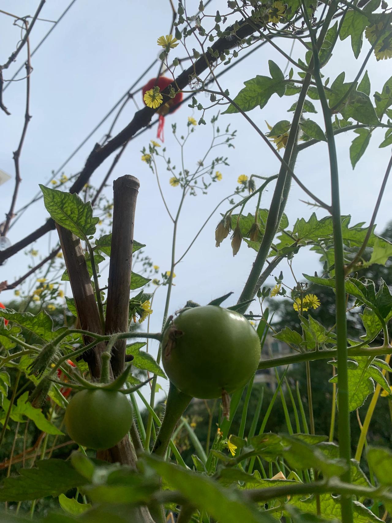 二月初二龙抬头，随手一拍，风调雨顺，好事连连。