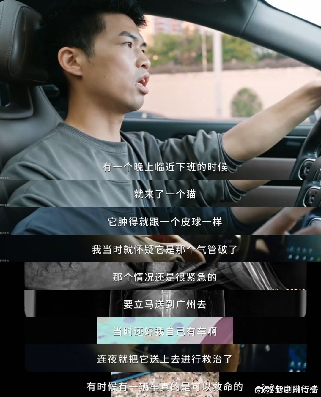 广东的0元宠物救护车 春天最治愈的事，就是看到小生命被好好守护，这位医生的0元宠