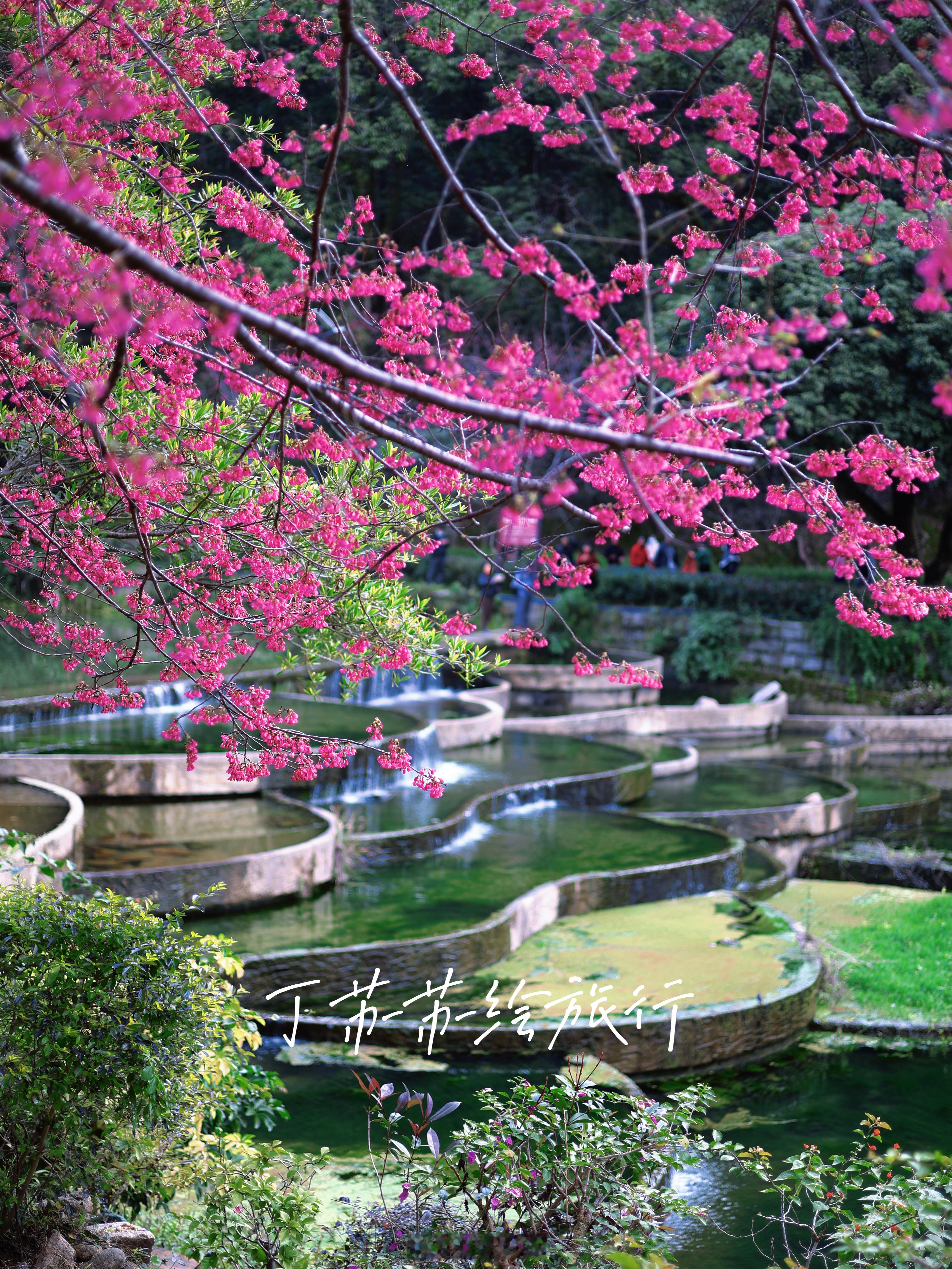 第一批春节旅游特种兵发打卡照了 福州春节赏花地图攻略🌷中式旅行天花板✨给大家拜