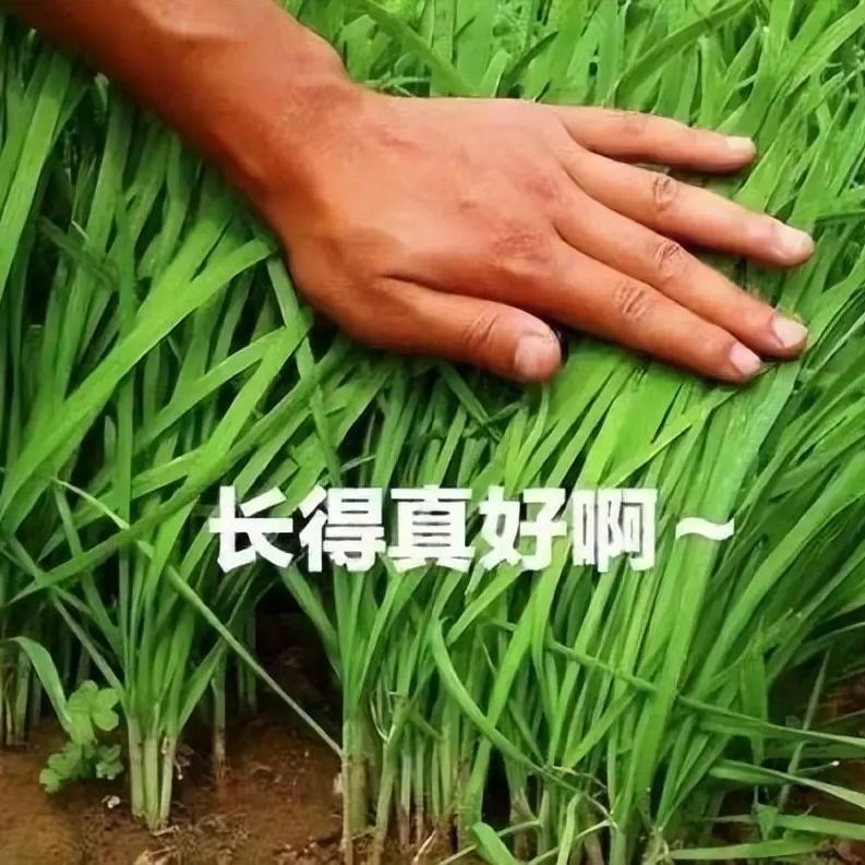 七夕黄金档9–10点，全网直播内卷最疯狂的时段，某主播拿下全网人气榜第六、四百四