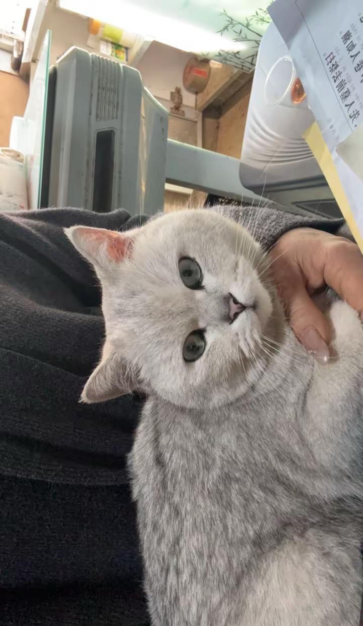 和平产业园附近走丢，有知情者重谢！非常感谢15519616618