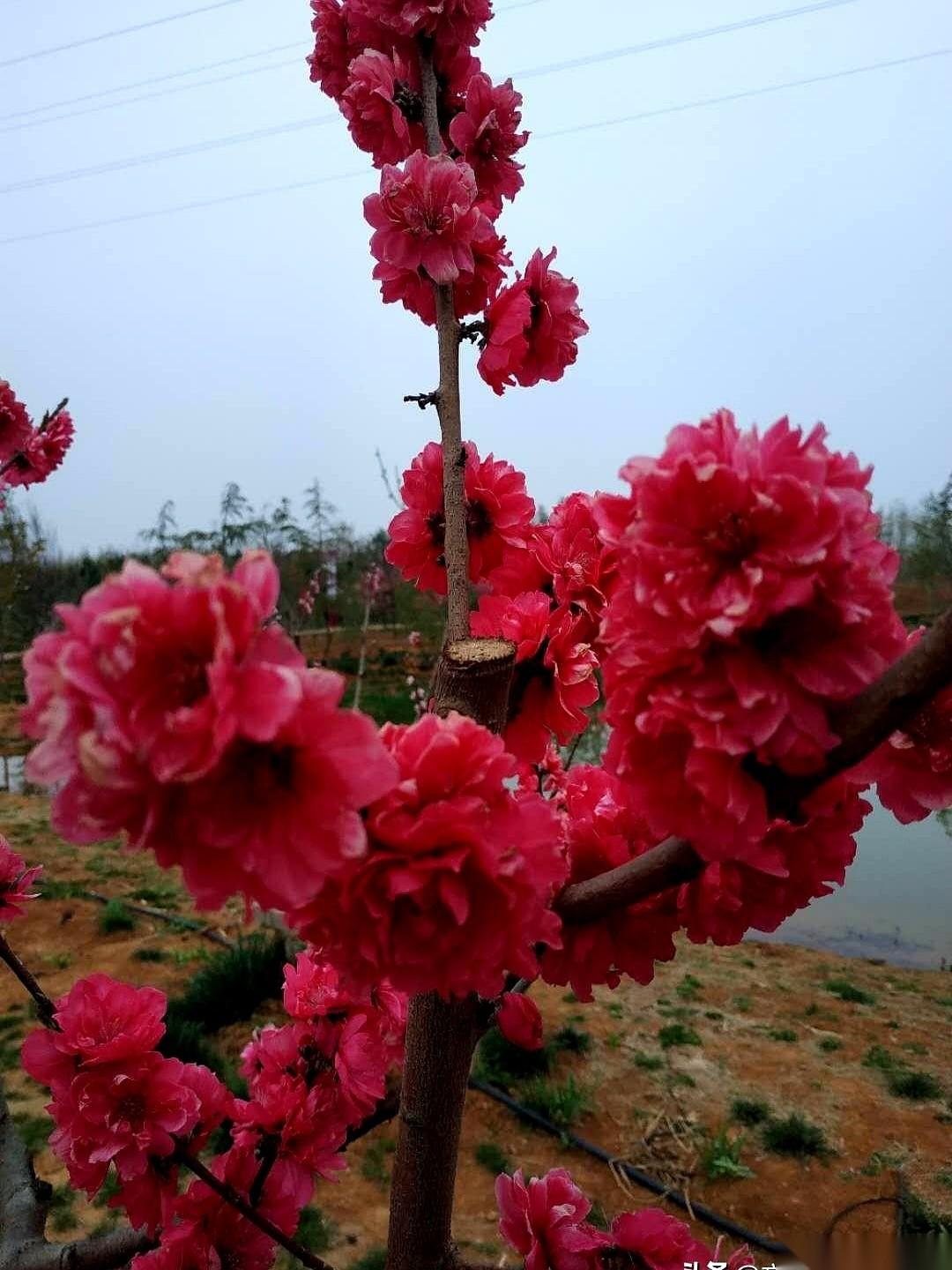 说起中国石化，最近的走势确实让不少老股民把心提到了嗓子眼。
这只平时稳如泰山的大
