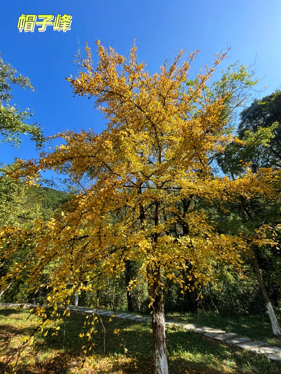 韶关银杏免费游玩攻略（坪田镇+帽子峰）