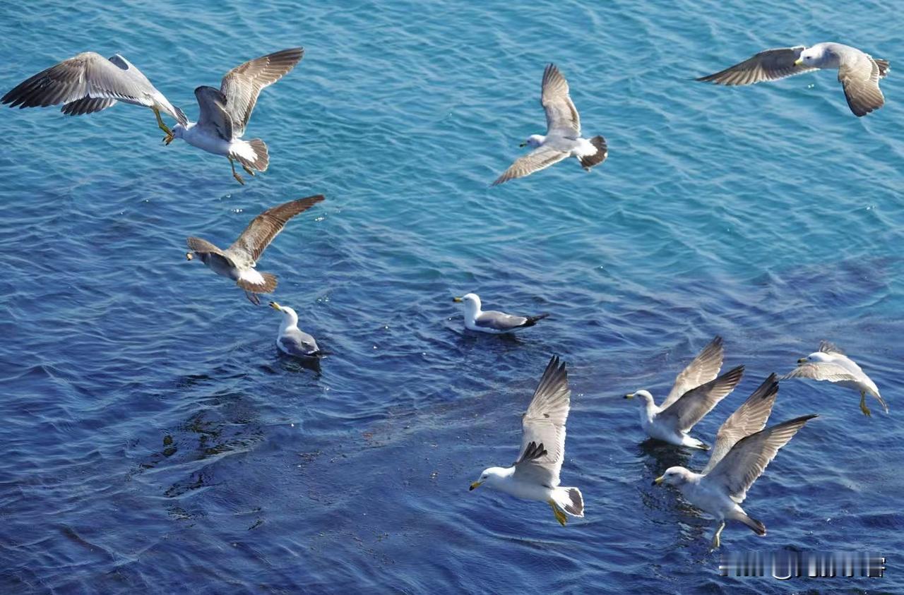 大连的海鸥真多，到了海边只要你带一点吃的，往海里撒一点一会就有海鸥飞过来争抢你手