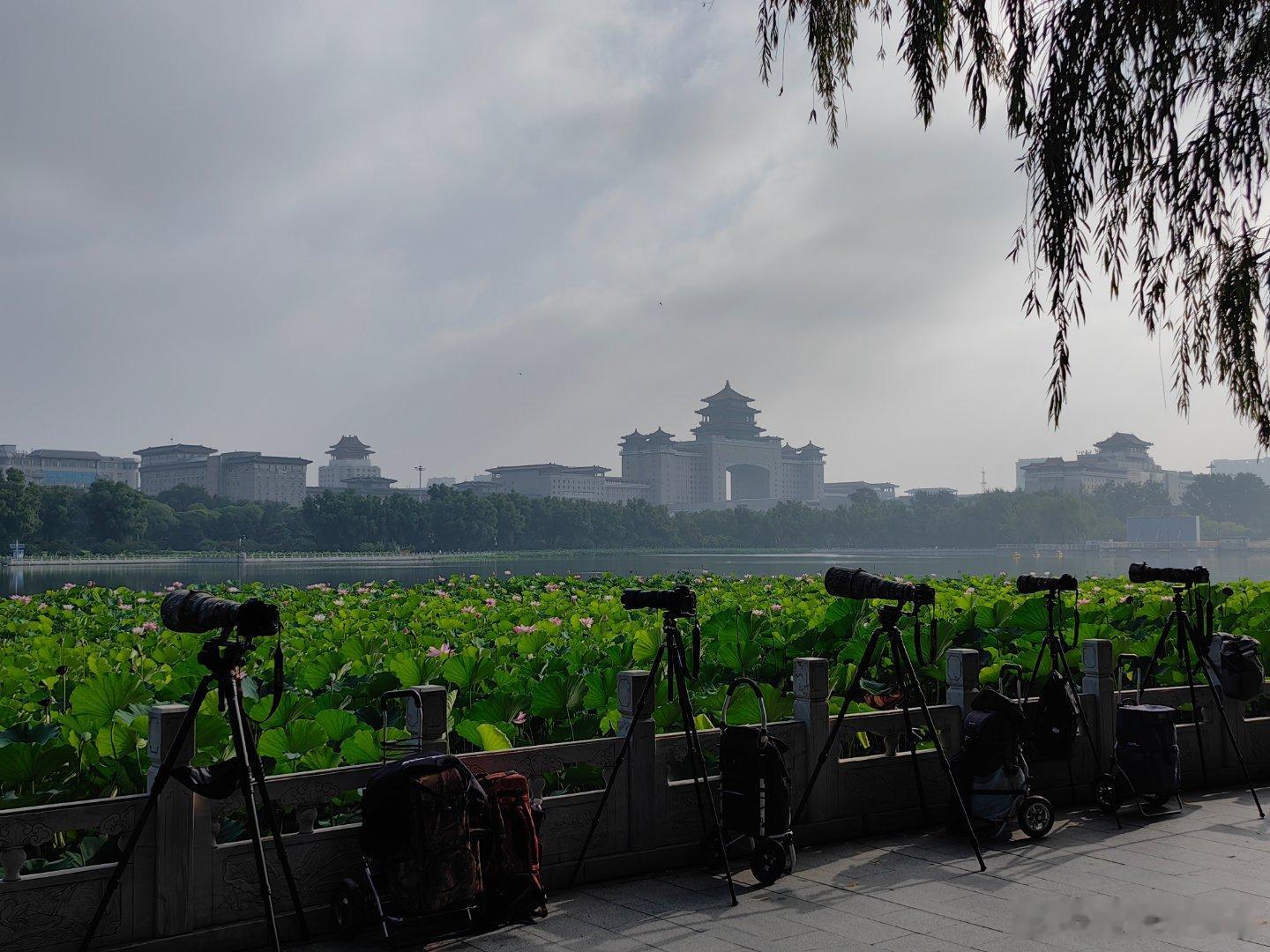 执着的“打鸟”人！退休生活一览。荷花[超话]莲花[超话]退休生活我的退休慢生活赏