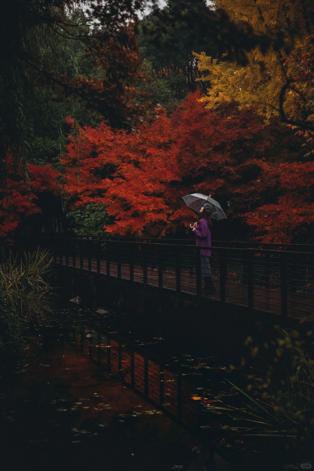 再过一个月，上海这座公园是看枫叶的天花板